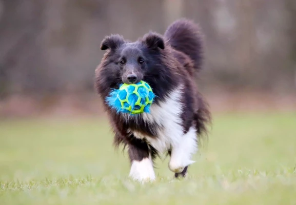 Lisää hol-ee-pallon kiinnostavuutta doggie-zen täytteillä! 515