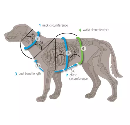 Anny-X FUN säädettävät Y-valjaat, oliivi - Koiran valjaat - 43880 - 2