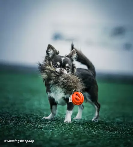 Raccoon Tail with Chuckit Air, pieni - Saalis- ja vetolelut - 20509 - 2
