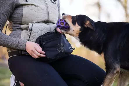 DogCoach Belt Bag tarvikelaukku - Treenitaskut ja namipussit - 40909 - 2